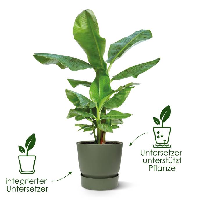 greenville rund 20cm ingwer braun